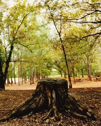 Trees in park