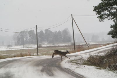 View of horse on road during winter