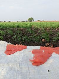 Close-up of crops on field against sky