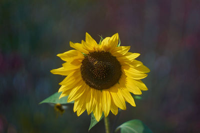 Close-up of yellow sunflower