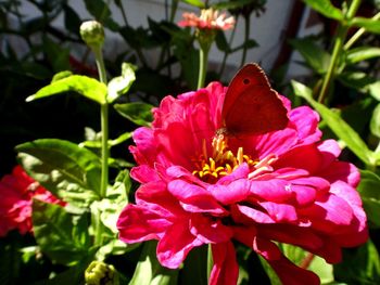 Close-up of butterfly perching on pink flower