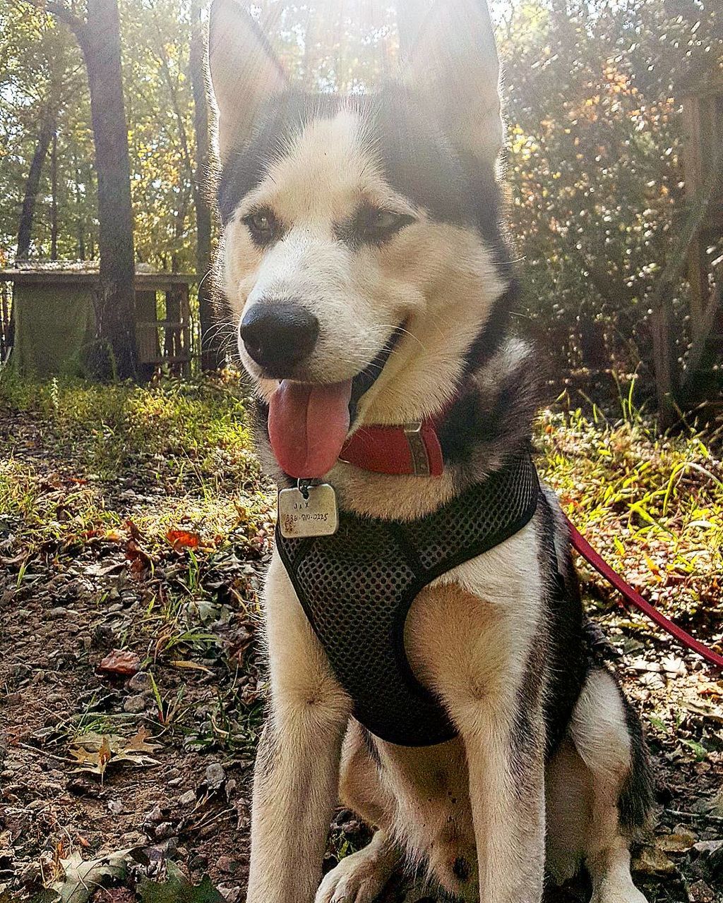 CLOSE-UP OF DOG WITH MOUTH OPEN