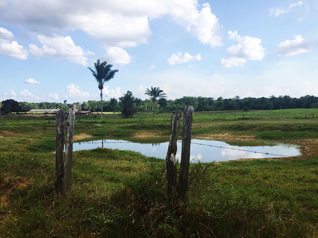 grass, sky, field, tranquility, tranquil scene, landscape, grassy, tree, scenics, nature, fence, cloud - sky, green color, beauty in nature, growth, cloud, non-urban scene, day, rural scene, remote