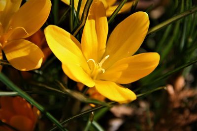 Close-up of yellow crocus flowers