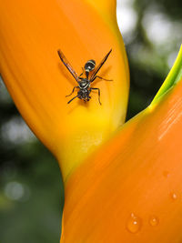 Close-up of insect on flower