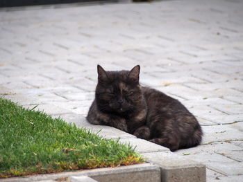 Close-up portrait of black cat lying down