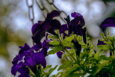 Close-up of purple flowering plant