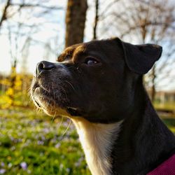 Close-up of dog looking away