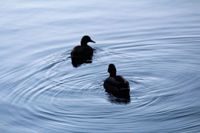 Silhouette ducks swimming in lake