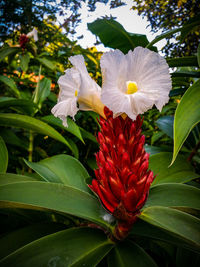 Close-up of red hibiscus blooming outdoors