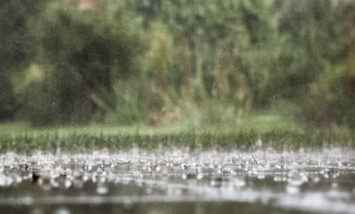 Close-up of water in grass