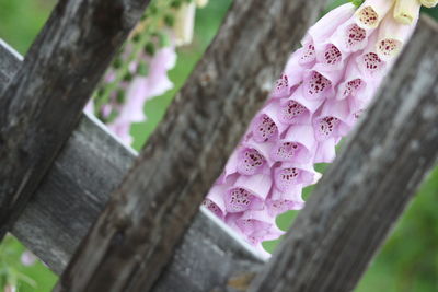 Close-up of pink flower tree trunk