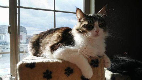 Cat looking at window