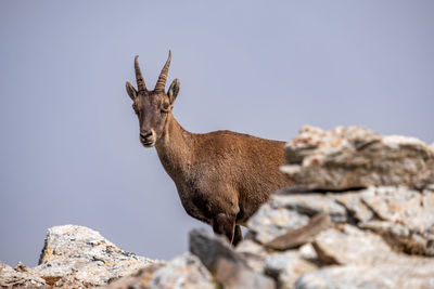 Deer on rock against sky