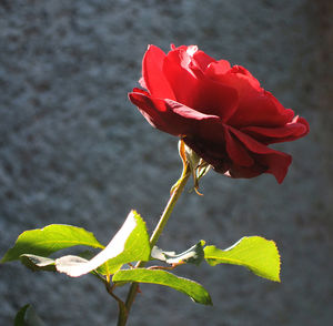 Close-up of red flower blooming outdoors