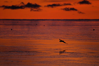 Silhouette bird flying over sea against orange sky