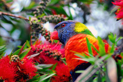 Close-up of parrot perching on plant