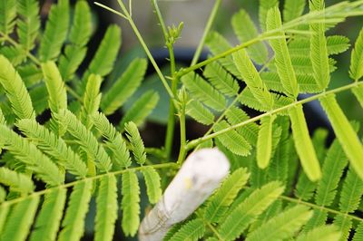 Close-up of fresh green plant