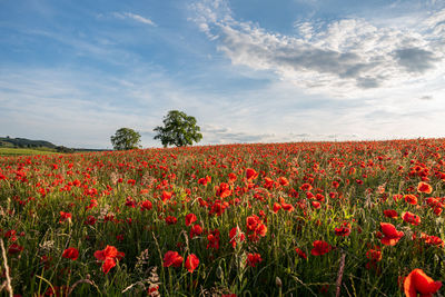 Red poppy flowers on field against sky