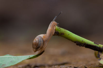 Close-up of snail on plant