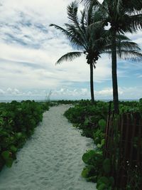 Palm trees against cloudy sky