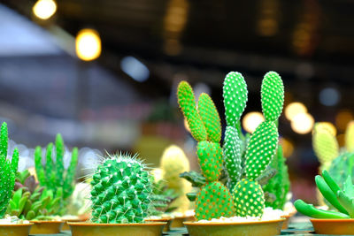The cute cactus has all the green colors