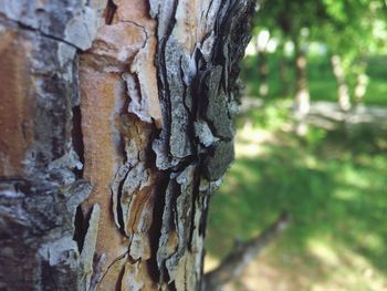 Close-up of tree trunk