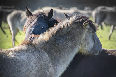 Close-up of a horse on field