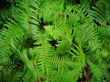 High angle view of fern leaves in forest