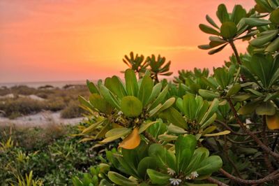 Close-up of orange flowering plant against sky during sunset