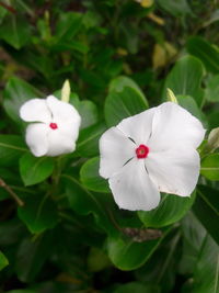 Close-up of white flowers blooming outdoors