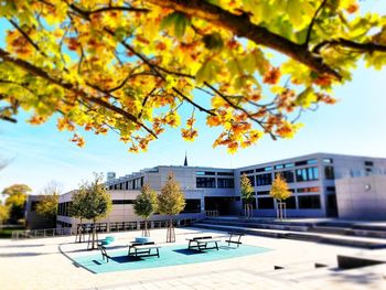 Tree by swimming pool against buildings