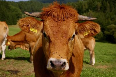 Portrait of cow on field