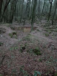 Trees in forest