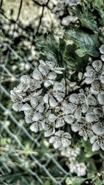 Close-up of flower tree