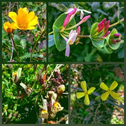 Close-up of yellow flowers