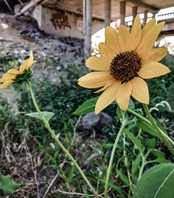 Close-up of yellow flower blooming on field