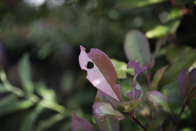 Close up of leaves