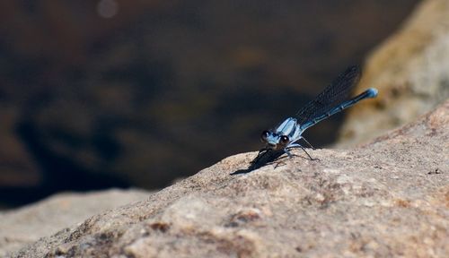 Close-up of insect on rock