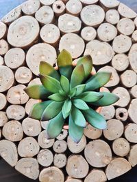 High angle view of succulent plant