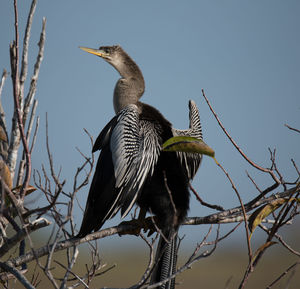 Low angle view of bird perching on branch against sky