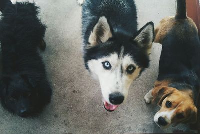 Portrait of a dog