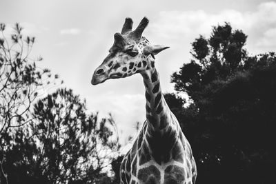 Low angle view of giraffe against trees