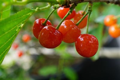 Close-up of red berries growing on tree