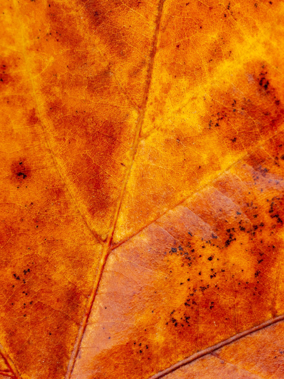 FULL FRAME SHOT OF ORANGE LEAF