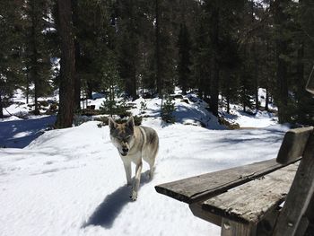 Dog on snow field against sky