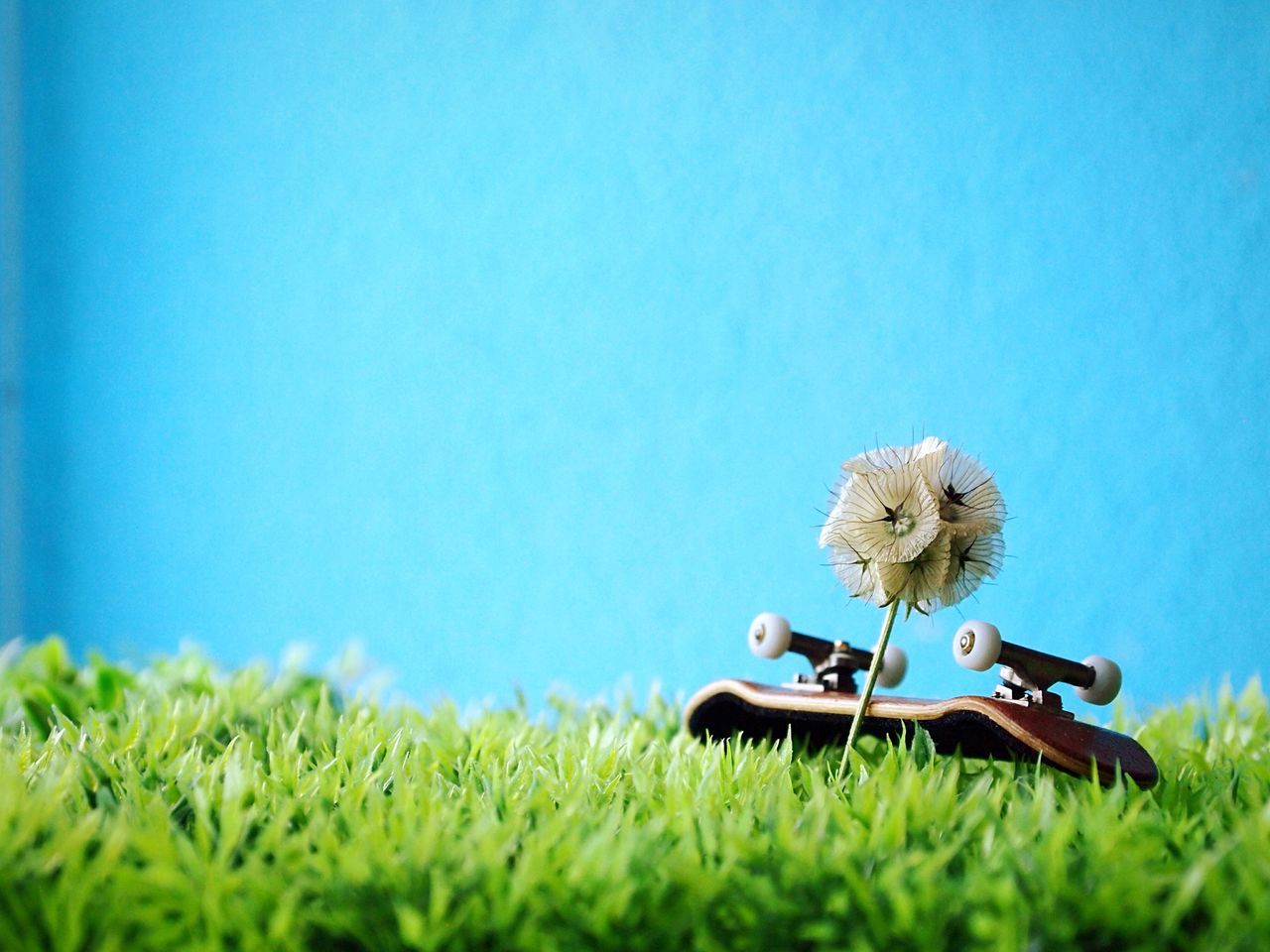 grass, field, clear sky, copy space, blue, grassy, plant, nature, growth, animal themes, green color, one animal, day, landscape, beauty in nature, full length, outdoors, selective focus, meadow, wildlife