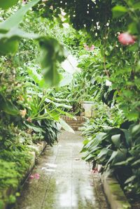 Plants and leaves in park