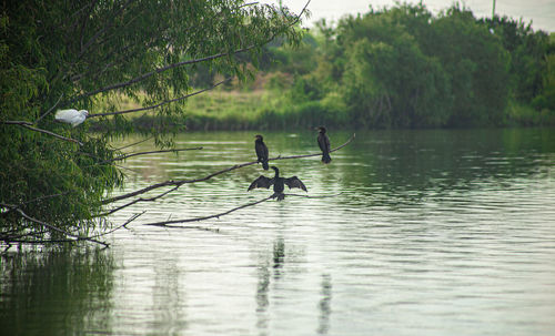 People on lake against trees