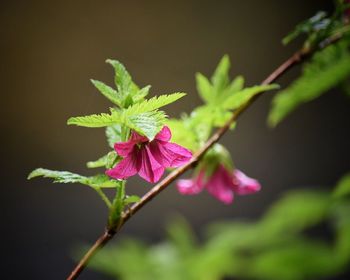 Close-up of hibiscus flowers blooming outdoors